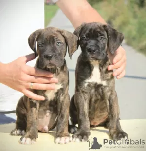 Zusätzliche Fotos: Cane Corso Welpen zu verkaufen