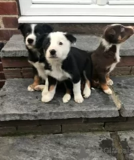 Foto №3. SwaBorder-Collie-Welpen zur Adoption. Deutschland