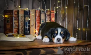 Zusätzliche Fotos: Entlebucher Sennenhund Welpen (5 Rüden und 1 Hündin). Welpen sind am 02.11.2022