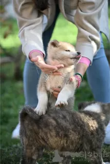 Zusätzliche Fotos: Japanische Akita Inu-Welpen