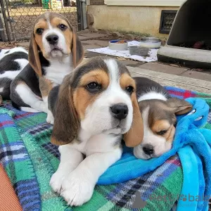 Zusätzliche Fotos: Wunderschöne Beagle-Welpen zu verkaufen.