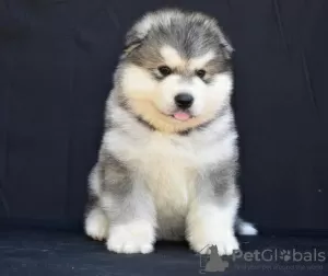 Foto №2 zu Ankündigung № 109954 zu verkaufen alaskan malamute - einkaufen Serbien 