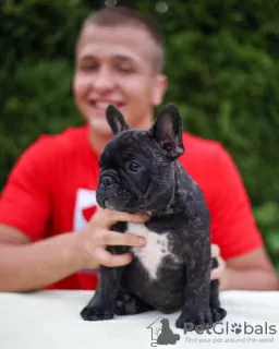 Foto №1. französische bulldogge - zum Verkauf in der Stadt Aachen | 404€ | Ankündigung № 128712