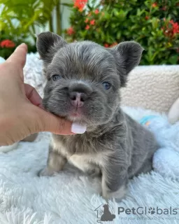 Foto №1. französische bulldogge - zum Verkauf in der Stadt Berlin | 280€ | Ankündigung № 89890