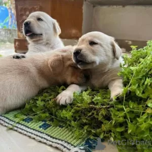 Foto №1. labradoodle - zum Verkauf in der Stadt Wyoming | 284€ | Ankündigung № 36311