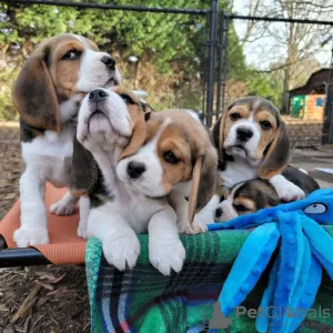 Foto №1. beagle - zum Verkauf in der Stadt Regensburg | 414€ | Ankündigung № 128482