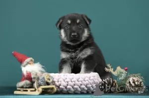 Foto №4. Ich werde verkaufen osteuropäischer schäferhund in der Stadt Riga. quotient 	ankündigung, züchter - preis - verhandelt