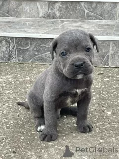 Foto №2 zu Ankündigung № 53637 zu verkaufen cane corso italiano - einkaufen Serbien quotient 	ankündigung